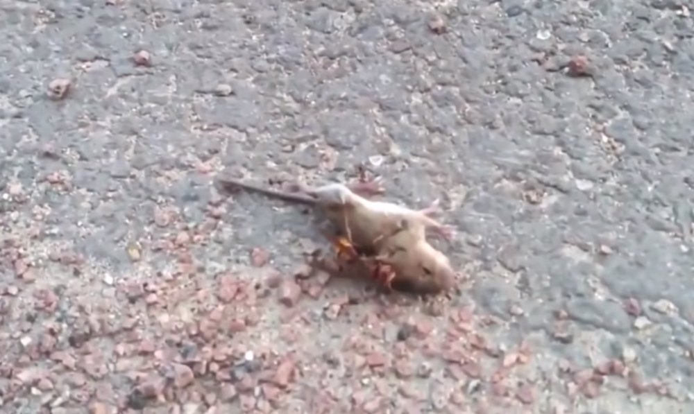 Vídeo mostra exato momento em que vespa ataca rato até a morte.
